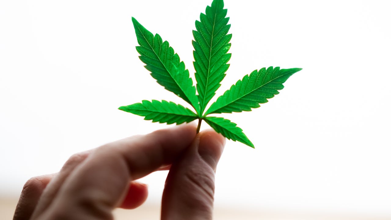 Employee holding cannabis leaf