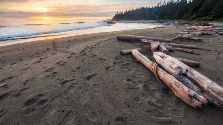 Log on beach in BC to represent criminal record check BC