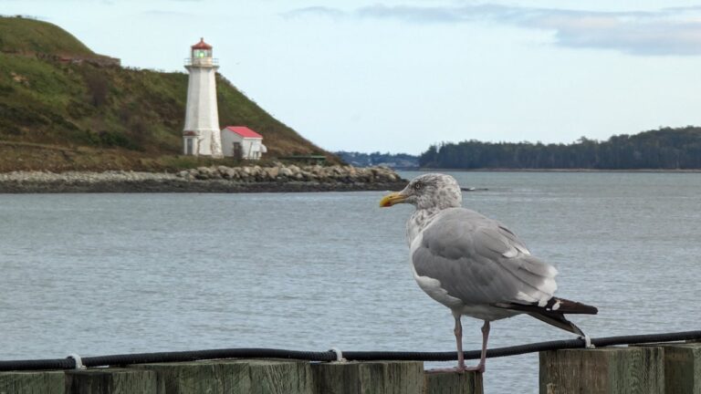 Georges Island Lighthouse in Halifax, Canada Representing Background Check Halifax