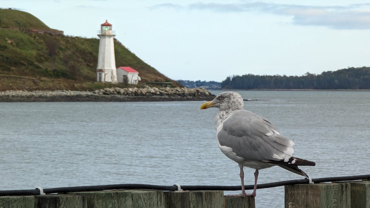 Georges Island Lighthouse in Halifax, Canada Representing Background Check Halifax